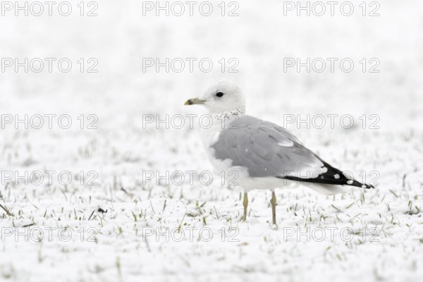 Mew Gull (Larus canus), North Rhine-Westphalia, Germany, Europe