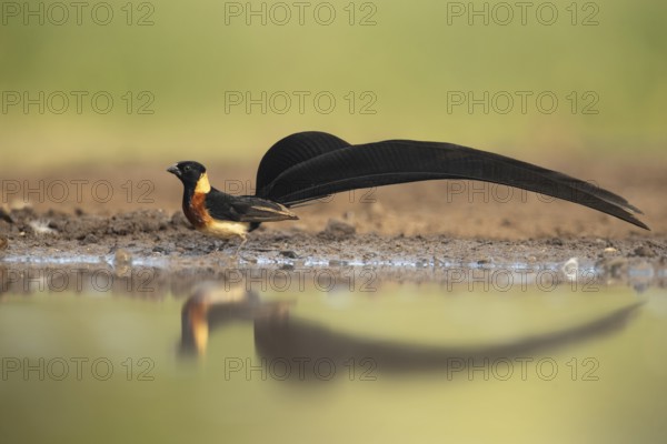 Long-tailed Paradise Whydah (Vidua paradisaea), South Africa, Africa