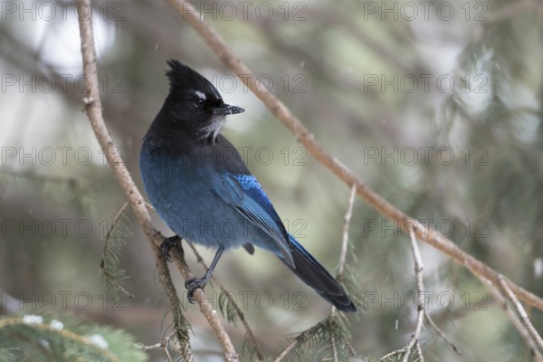 Steller's Jay (Cyanocitta stelleri) perched on a branch, Wyoming, USA, North America