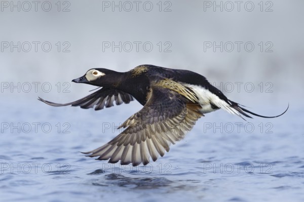 Long-tailed Duck (Clangula hyemalis) male flying, Alaska, USA, North America