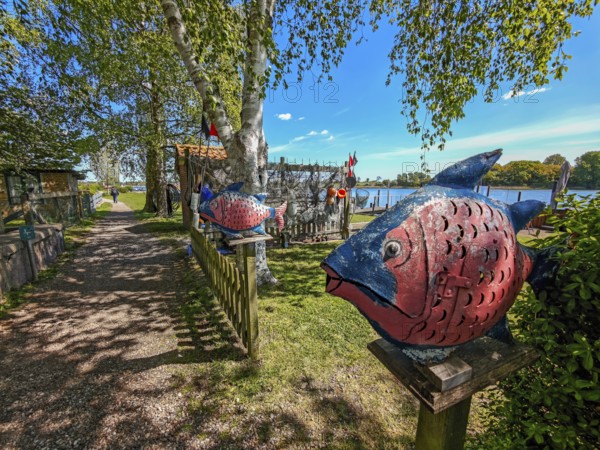 View of the Schlei Fjord from the beach path, art, colourful fish, fishing nets, wooden fence, birch, sunshine, blue sky, Arnis, landscape fishing, Schleswig-Holstein, Germany, Europe