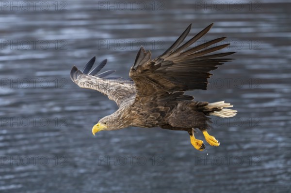 White-tailed eagle (Haliaeetus albicilla), in flight, Lofoten, Norway, Europe