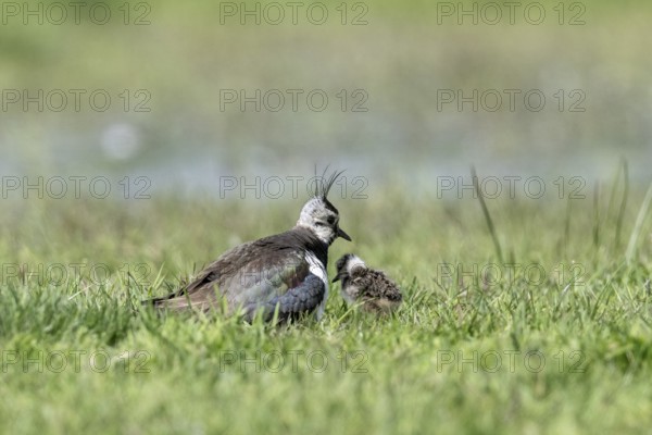 Lapwing (Vanellus vanellus) with young, Lower Saxony, Germany, Europe