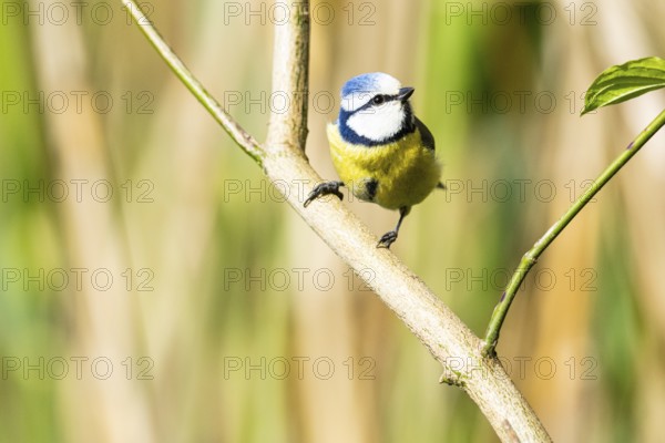 Blue Tit (Parus Caeruleus) Germany
