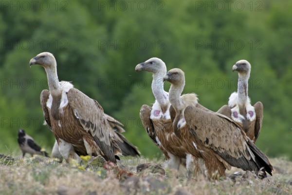Griffon Vulture (Gyps fulvus), Rhodopen, Bulgaria, Europe