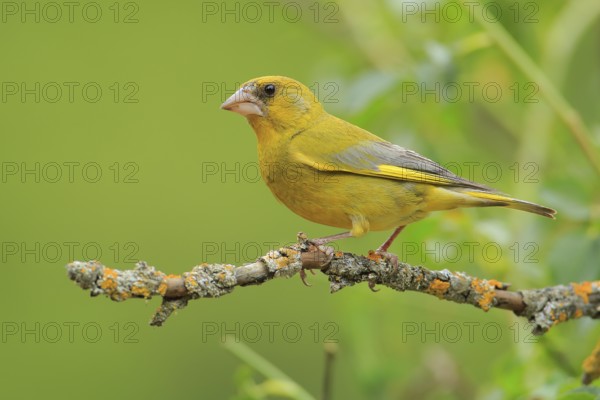 European Greenfinch (Chloris chloris) male perched on a branch, Andalusia, Spain, Europe
