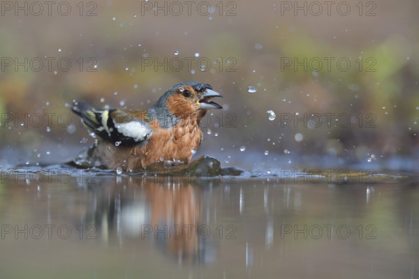Common Chaffinch (Fringilla coelebs) male bathing, Netherlands