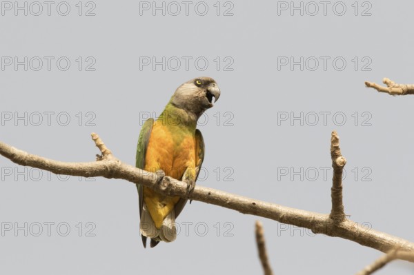 Senegal Parrot (Poicephalus senegalus), Gambia, Africa