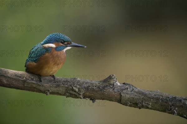 Common Kingfisher (Alcedo atthis) juvenile perched on a branch, North Rhine-Westphalia, Germany, Europe