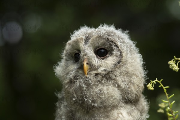 Ural Owl (Strix uralensis) fledgling, captive, Germany, Europe