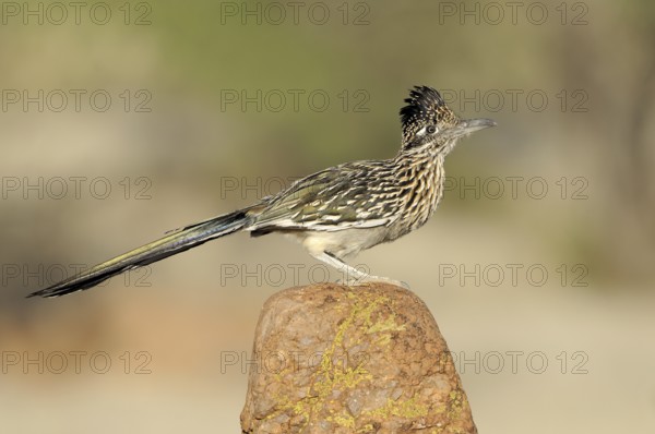 Greater Roadrunner (Geococcyx californianus), Arizona, USA, North America