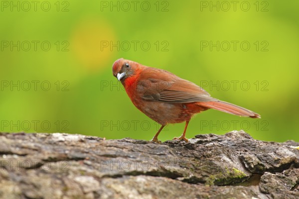 Birdwatching in Central America. Wildlife scene from nature, Belize. Red-throated Ant-Tanager, Habia fuscicauda, red bird in the nature habitat. Tanager sitting on the green palm tree. Forest animal