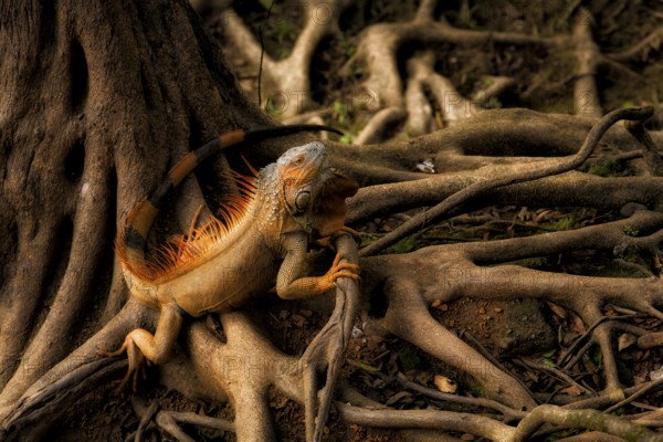 Green iguana male in breeding colors on buttreses of riverside wild fig tree