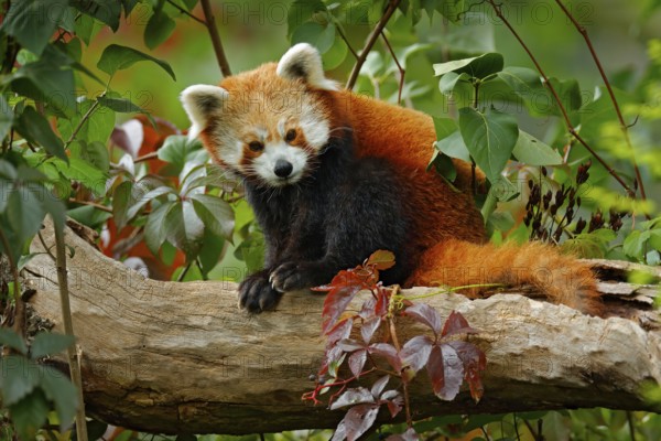 Beautiful Red panda lying on the tree with green leaves. Red panda bear, Ailurus fulgens, habitat. Detail face portrait, animal from China. Wildlife scene from Asia forest. Panda from nature