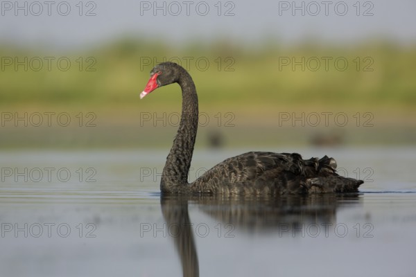 Black Swan (Cygnus atratus), Victoria, Australia, Oceania