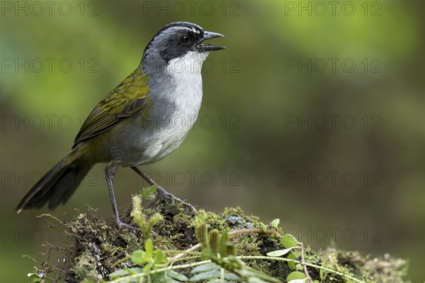 Grey-browed Brush Finch (Arremon assimilis) perched on a branch in Colombia, South America