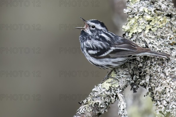 Black-and-White Warbler (Mniotilta varia) perched on a branch in Ontario, Canada, North America