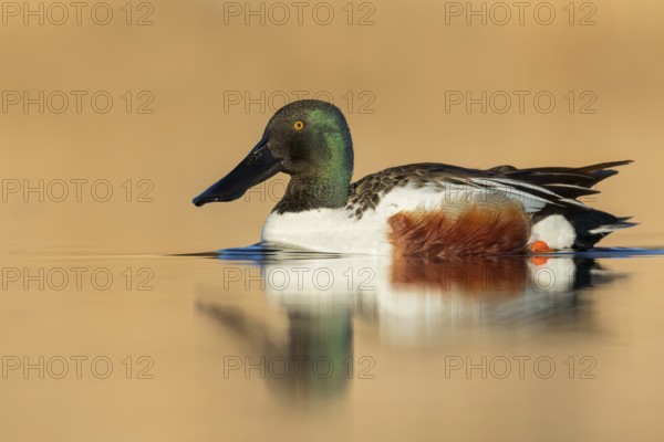 Northern Shoveler (Anas clypeata) swimming in a pond in Manitoba, Canada, North America
