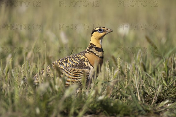Pin-tailed Sandgrouse (Pterocles alchata) female, Castile-La Mancha, Spain, Europe