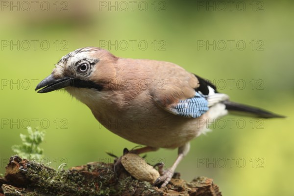 Eurasian Jay (Garrulus glandarius), Lower Saxony, Germany, Europe