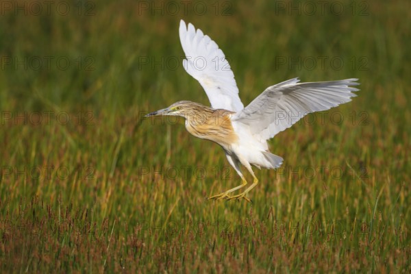 Squacco Heron (Ardeola ralloides) flying, Greece, Europe