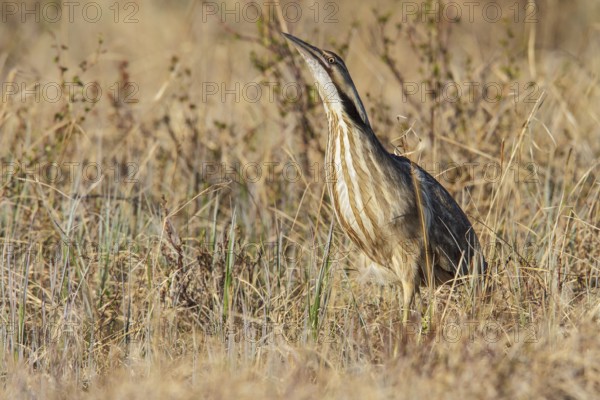 American bittern (Botaurus lentiginosus) on the tundra near Churchill, Manitoba, Canada, North America