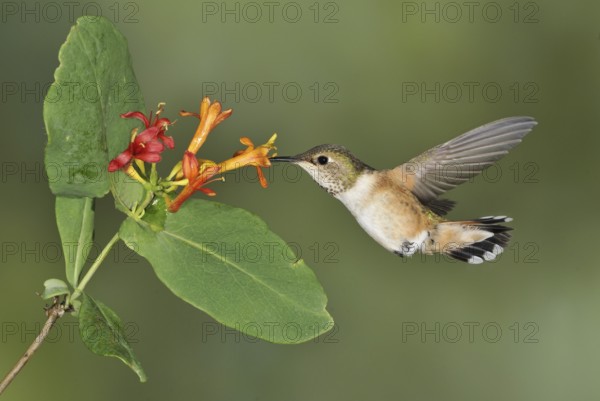 Rufous Hummingbird (Selasphorus rufus) female, British Columbia, Canada, North America