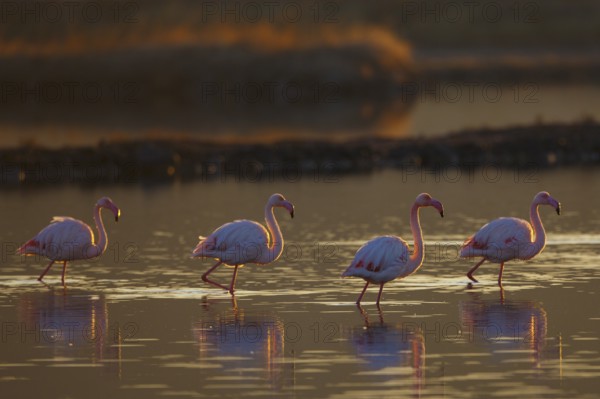 Greater Flamingo (Phoenicopterus roseus), Greece, Europe