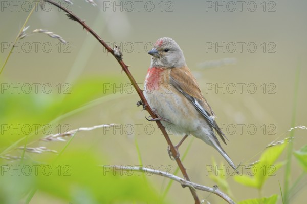 Bluthaenfling (Carduelis cannabina), Linnet, Maennchen zur Brutzeit, Juli, NSG Dingdener Heide, Nordrhein-Westfalen, Deutschland