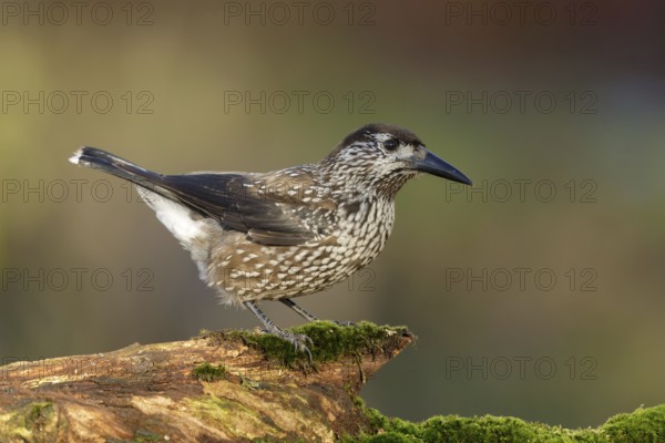 Very tame Spotted Nutcracker wintering in an urban area in Wageningen in the Netherlands. Sitting on a tree trunk