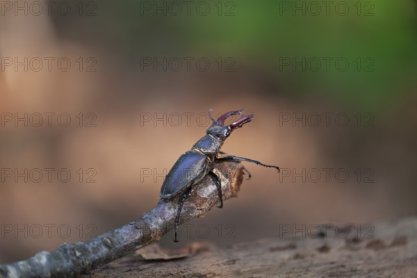Majesty of the forest - stag beetles in the Swabian Pre-Alps