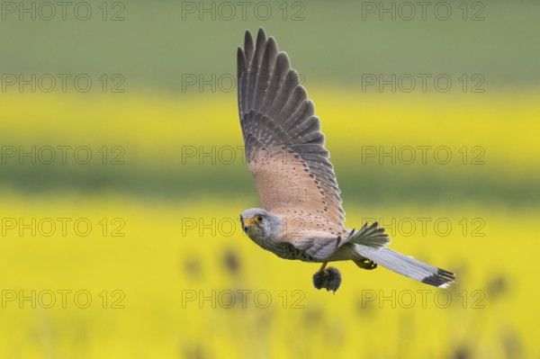 A Common Kestrel (Falco tinnunculus) with a prey mouse flies over a flowering rape field Hesse, Germany, Europe
