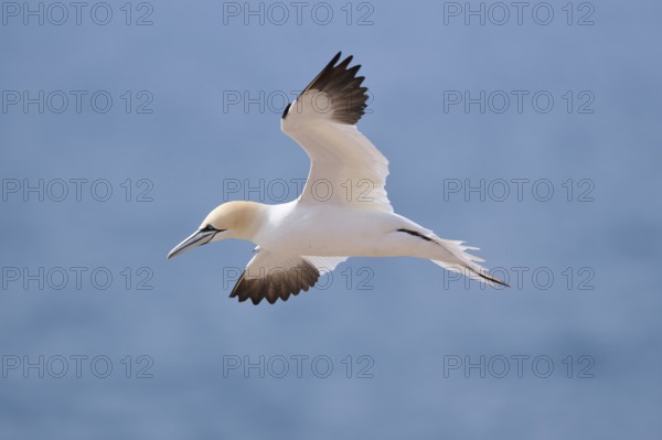 Northern gannet (Morus bassanus) flying over the sea, wildlife, Helgoland, Germany, Europe