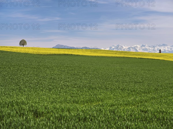 Small lime tree (Tilia), in a field of flowering rape, in the background the snow-covered Alps and the Rigi, Winterschwil, Freiamt, Canton Aargau, Switzerland, Europe