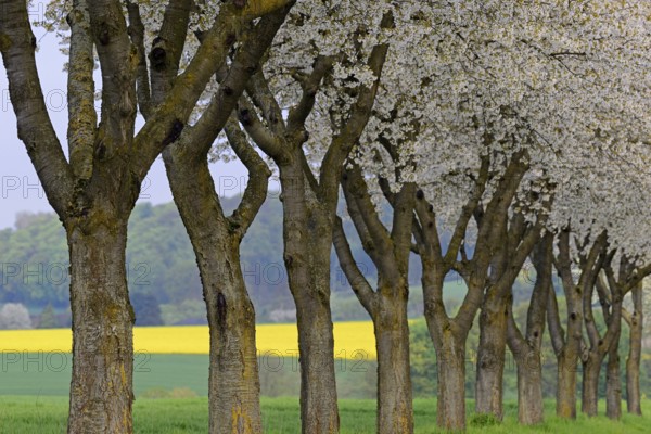 Row of trees, fruit trees, cherry (Prunus) in bloom, North Rhine-Westphalia, Germany, Europe