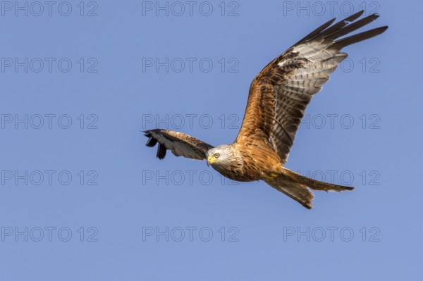 Red Kite (Milvus milvus) flying, Mecklenburg-Western Pomerania, Germany, Europe