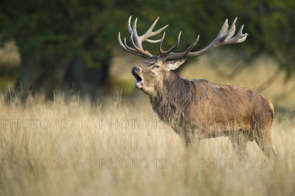 Red Deer (Cervus elaphus) stag roaring, Denmark, Europe