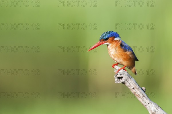 Malachite Kingfisher (Corythornis cristatus), Western Cape, South Africa, Africa