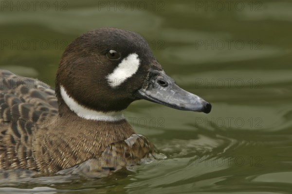 Bronze-winged Duck (Speculanas specularis), California, USA, North America