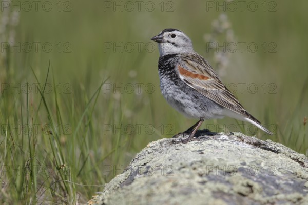 McCown's Longspur (Calcarius mccownii) perched on a branch in Alberta, Canada, North America