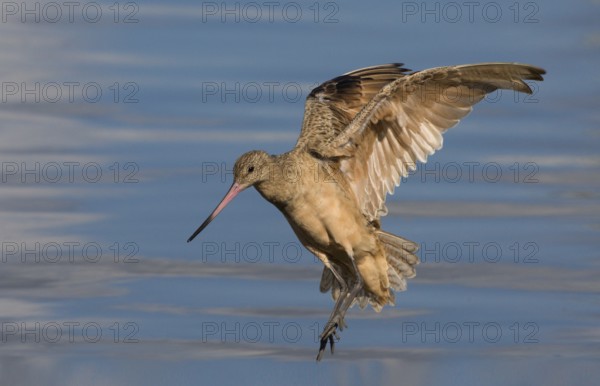 Marbled Godwit (Limosa fedoa) flying, Washington, USA, North America