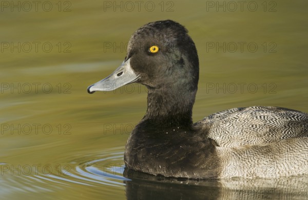 Lesser Scaup (Aythya affinis) male, Arizona, USA, North America
