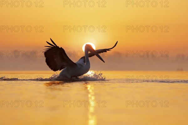 Bird with morning sunrise. Dalmatian pelican, Pelecanus crispus, in Lake Kerkini, Greece. Pelican with open wings. Wildlife scene from European nature. Bird and orange blue sky