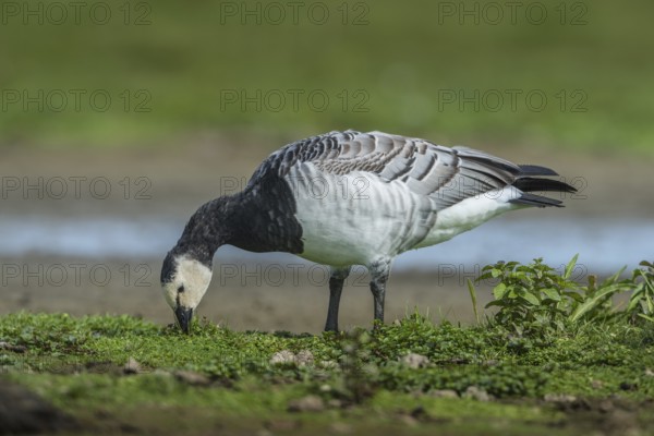 Barnacle Goose (Branta leucopsis), Schleswig-Holstein, Germany, Europe