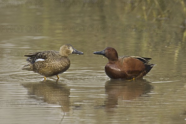 Cinnamon Teal (Spatula cyanoptera), California, USA, North America