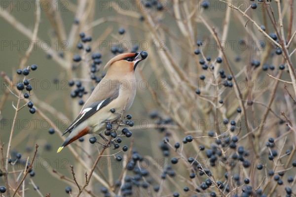 Bohemian Waxwing (Bombycilla garrulus) feeding on berries, North Rhine-Westphalia, Germany, Europe