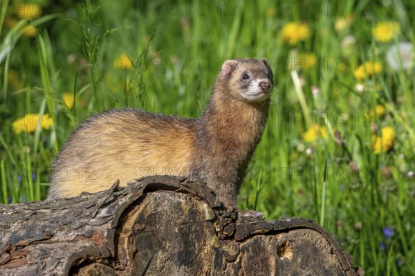 Erythristic European polecat (Mustela putorius) on the hunt, looking for prey from fallen tree trunk in meadow