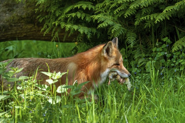 Red fox (Vulpes vulpes) running to den with mouthful of chicks after raiding chicken coop to feed its young, kits in spring