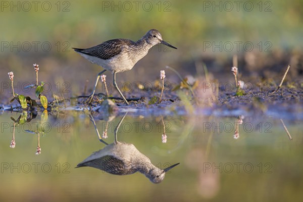 Common Greenshank (Tringa nebularia) foraging, Poland, Europe