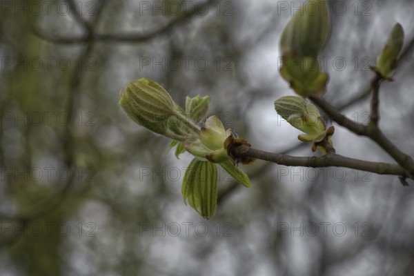A branch with fresh, green buds of the horse chestnut (Aesculus), enlivened by a blurred background and showing spring, Krefeld